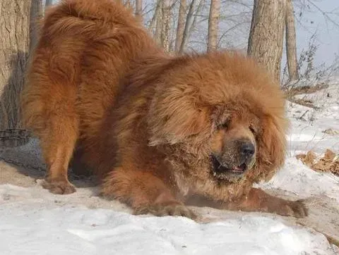 高加索犬|不说不知道 盘点饲养高加索犬的好处