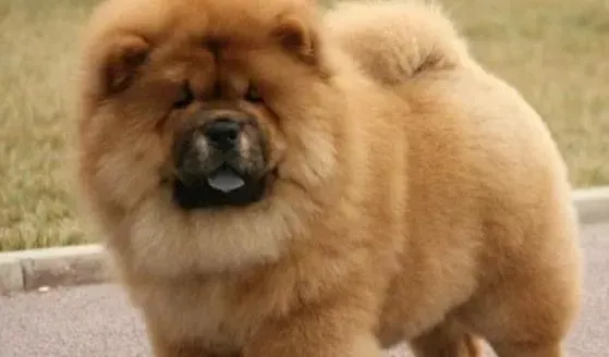 松狮犬|健康小百科 松狮犬可以吃生鸡蛋吗