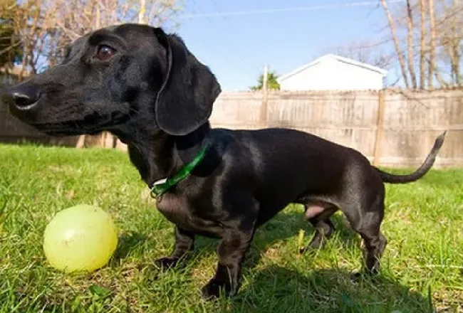 腊肠犬|四种方法，改掉腊肠犬随意咀嚼坏毛病