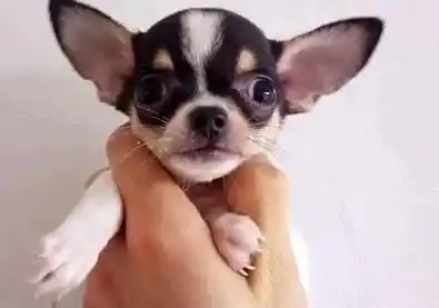 吉娃娃|五个月的吉娃娃体重有点轻应如何喂养呢