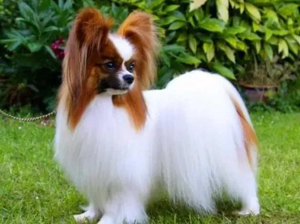 蝴蝶犬|玩具总动员之给蝴蝶犬挑选玩具时须注意两点