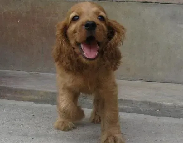 可卡犬|为可卡犬梳毛的讲究有哪些