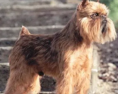 布鲁塞尔格里芬犬好养吗 该犬较好饲养 | 布鲁塞尔格里芬犬