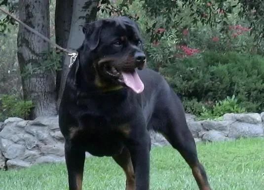 罗威纳犬凶猛吗 是世界最凶猛的狗之一 | 罗威纳犬