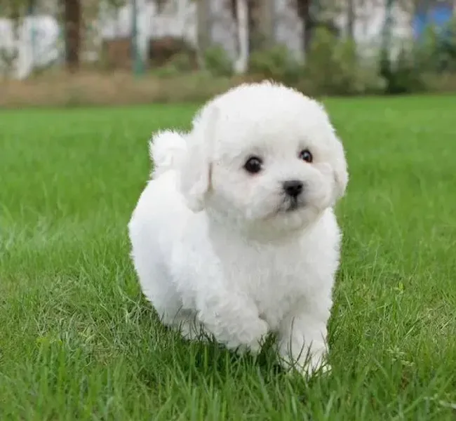 泰迪犬|导致泰迪犬拉肚子的三大原因