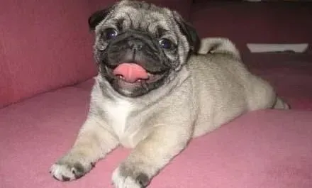 巴哥犬|不用任何药剂让跳蚤远离巴哥犬的方法