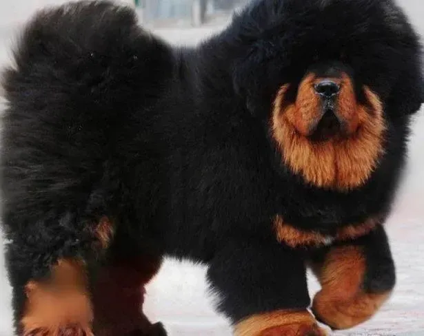 藏獒|避免藏獒喂养误区，养出健康的狗狗