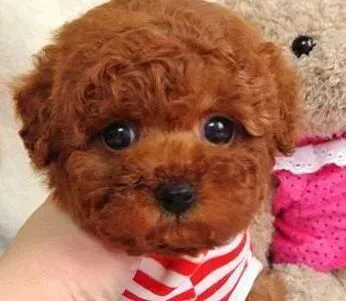 泰迪犬|泰迪犬喜欢翘起尾巴有何含义