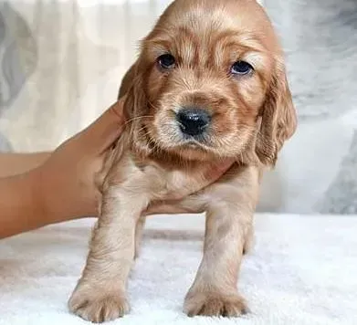 可卡犬|可卡犬因为上火眼睛睁不开了该怎么办
