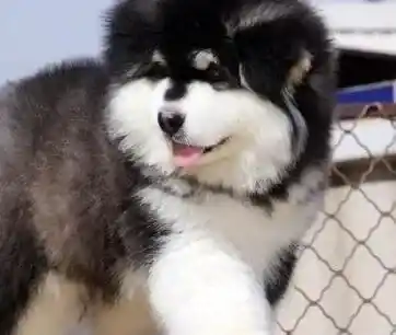 阿拉斯加犬|阿拉斯加犬不知道为什么拉肚子了而且脱水了