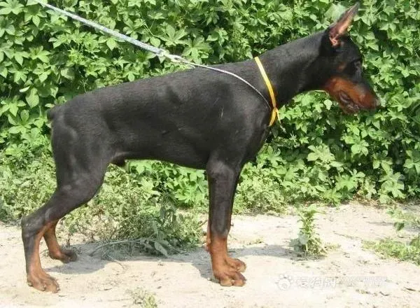 杜宾犬|杜宾犬不爱吃狗粮怎么办