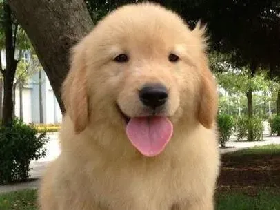 金毛|金毛犬产后多久可以给它洗澡