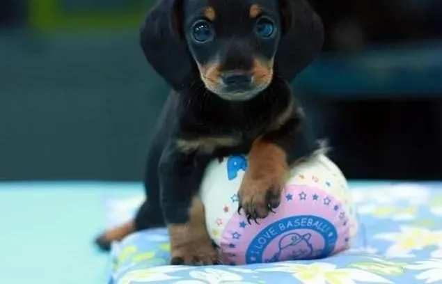 腊肠犬|炎热夏季 饲主带着腊肠犬遛弯须知哪些技巧