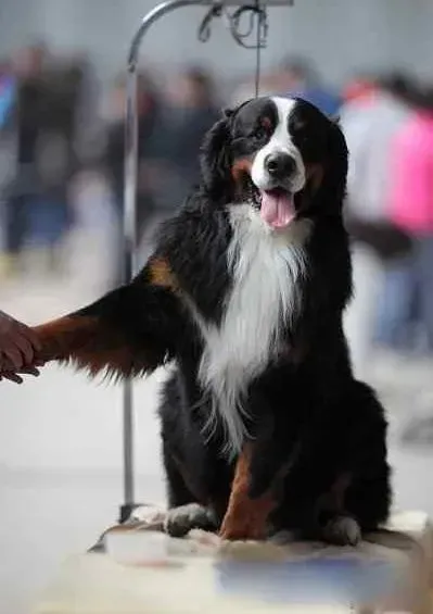 伯恩山犬|伯恩山犬的便便有点黑尿尿有点黄 怎么回事