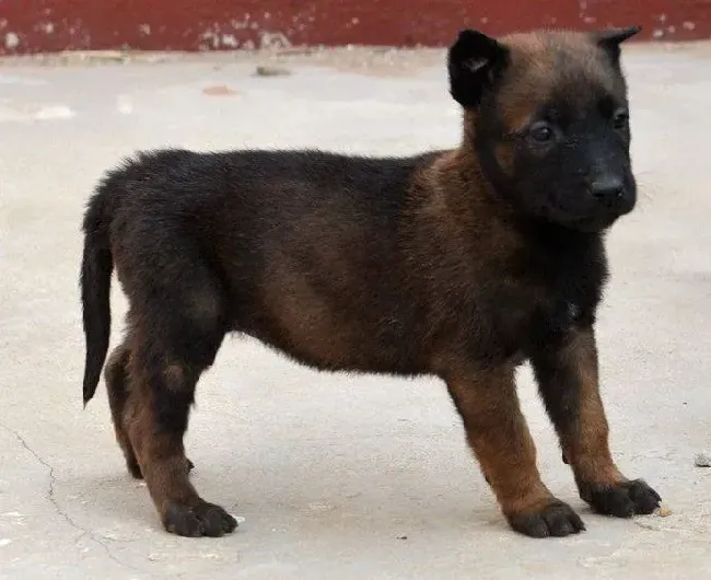 马犬|我家马犬不吃不喝，吃点什么药好