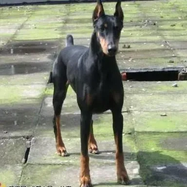 杜宾犬|杜宾犬总是乱咬东西见什么咬什么，求帮忙