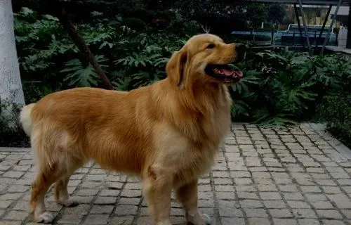 金毛狗配种要多少钱 配种也是要选种的 | 金毛犬