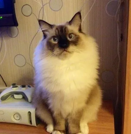 布偶猫吃什么 补充营养一样非常重要 | 布偶猫
