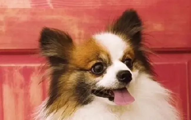 蝴蝶犬|成长小秘诀之怎样护理年幼的蝴蝶犬