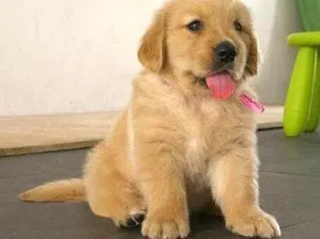 金毛|金毛犬喜欢地上打滚的原因