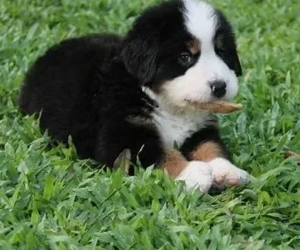 伯恩山犬|日常生活中伯恩山犬的身体部位会出现哪些异常情况