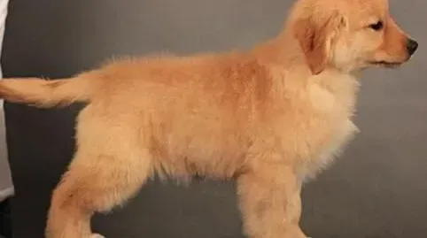 金毛|温热季节对于金毛犬护理的注意要点