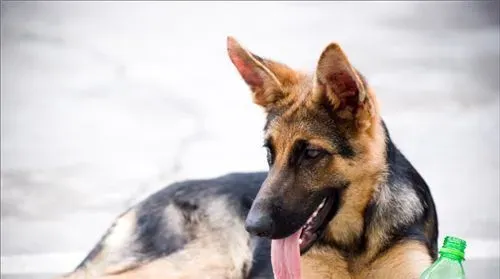德国牧羊犬幼犬打不打疫苗 这是必须要打的 | 德国牧羊犬