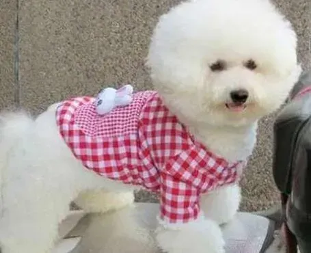 比熊犬|比熊犬最近没精神不知道是怎么回事