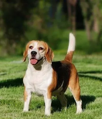 比格犬聪明吗 性格开朗欢愉的狗狗 | 比格犬