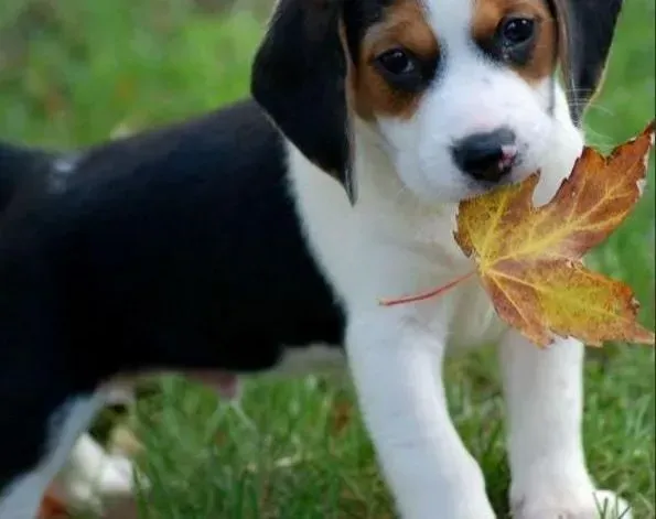 比格犬|生活小娱乐之玩具给比格犬带来哪些意义