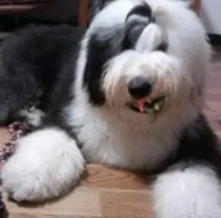 古代牧羊犬|医疗天天问 怎样治疗患上窝咳的古代牧羊犬