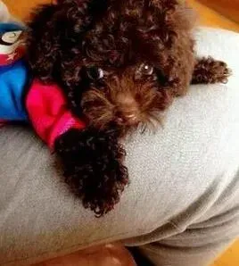 贵宾犬|迷人狗狗惹人爱 贵宾犬的体毛护理方法是怎样的