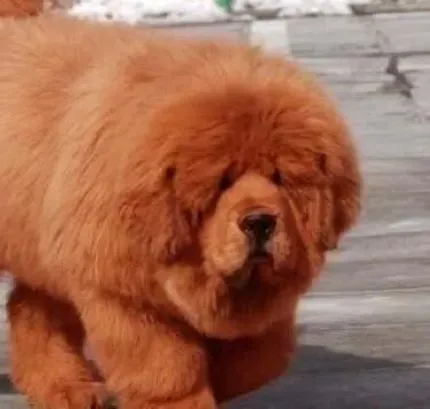 藏獒|饲养藏獒犬小助手 藏獒犬饮食方面不可马虎大意