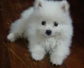 博美犬|中药疗法根除疾病 治疗博美犬呕吐的最佳方法