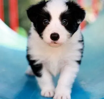 边境牧羊犬|边境牧羊犬幼犬多大断奶，断奶后如何喂食