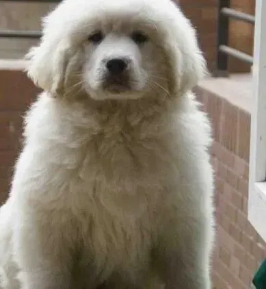 大白熊犬|生完宝宝的大白熊犬应该如何护理呢