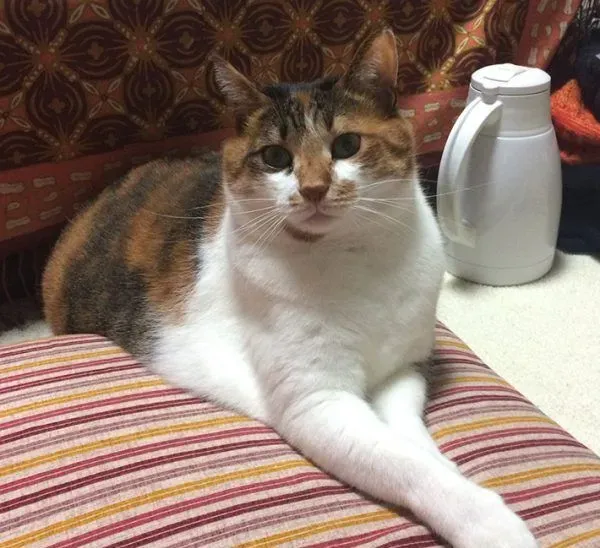 主人外出过夜后回家！发现猫咪竟会自己开肉泥趴 | 猫