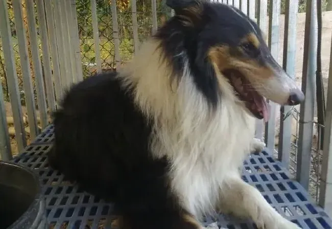苏格兰牧羊犬|养好苏格兰牧羊犬请注意的地方