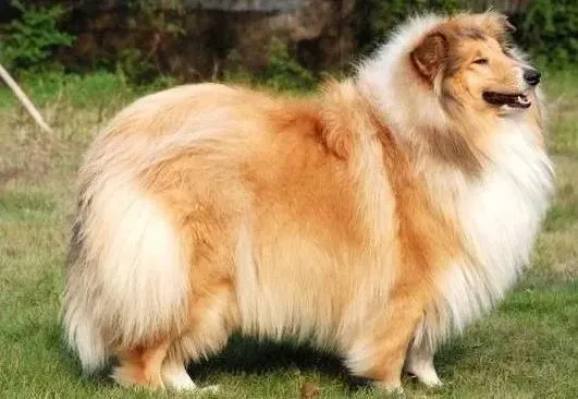 苏格兰牧羊犬|选择多样化 不同的食物对苏格兰牧羊犬有哪些影响