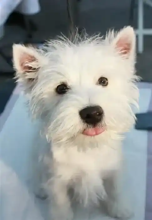 西高地|训练西高地犬上厕所与生活有关么