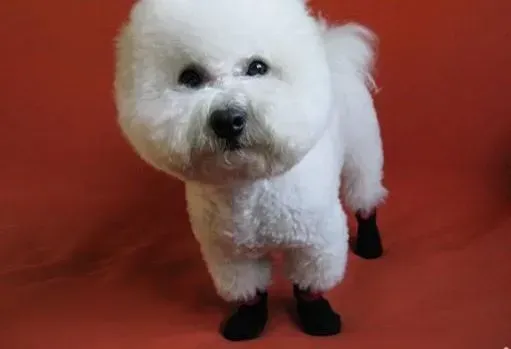 比熊犬|如何能让孩子们和比熊犬在一起快乐的玩耍