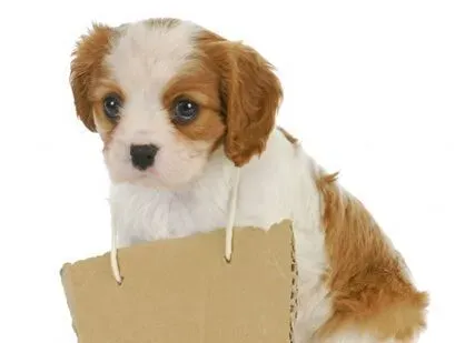 训练狗狗口令 犬具有敏锐的听分析器 | 狗狗