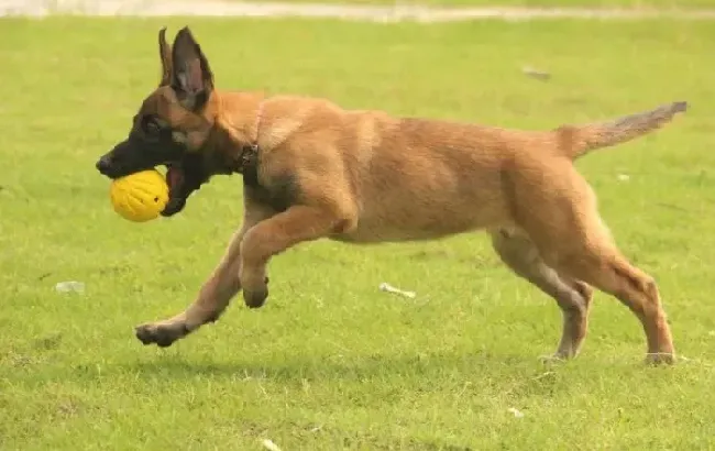 马犬|马犬最近总咳嗽，呕吐不止没事吧