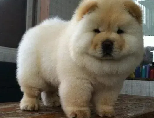 松狮犬|松狮犬误食了巧克力会不会死掉