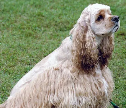 美国可卡犬智商怎么样 可卡犬智商是比较高的 | 美国可卡犬