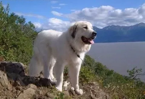 大白熊犬|千万不能养成乱给大白熊犬食物的习惯