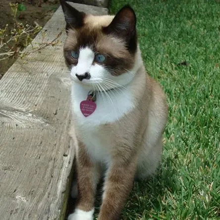 猫除了猫粮还吃什么?慎重选择的食品 | 伯曼猫