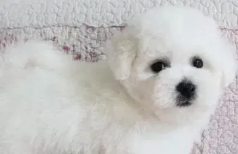 比熊犬|两个月的比熊犬该不该接种疫苗