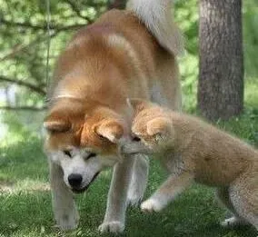秋田犬|有宝宝的家庭应该怎样选择秋田犬