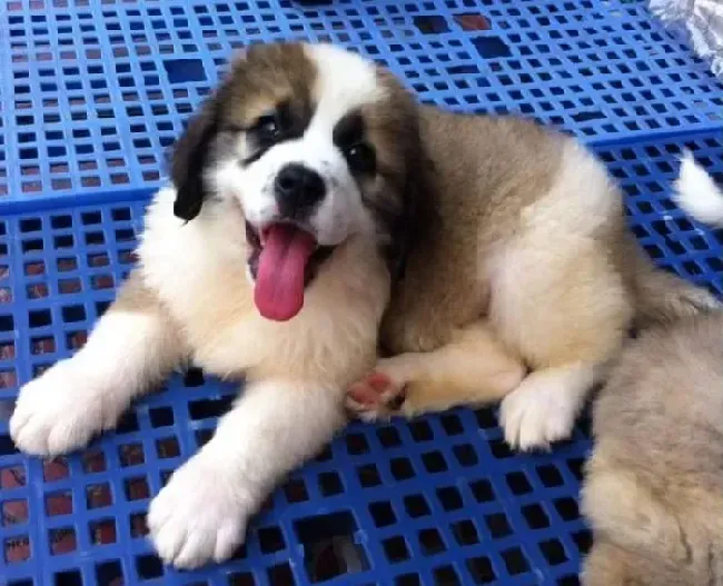 圣伯纳犬|圣伯纳犬训练中值得学习的三个方法